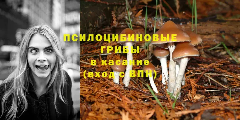 как найти закладки  Чебоксары  Галлюциногенные грибы MAGIC MUSHROOMS 